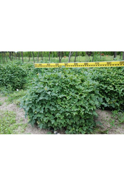 Калина обыкновенная Компактум - ком10кг/вис.40-50см/Ø60-70см